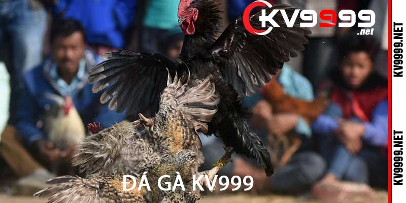 đá gà kv999